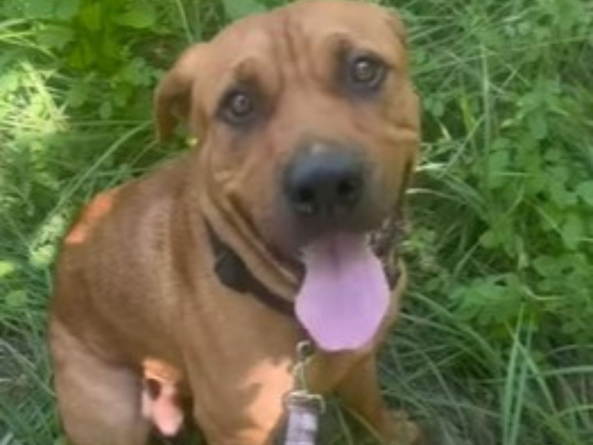 close-up photo of the dog in the grass