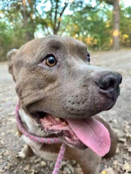 close up view of the brown dog