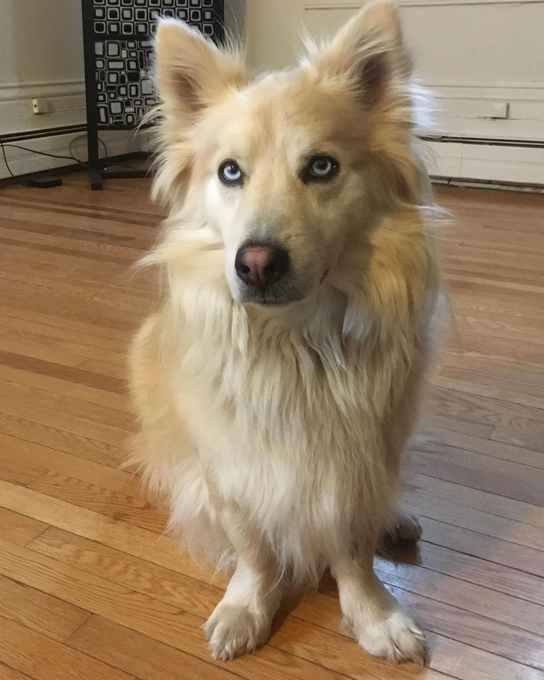 cute dog sitting on a house floor