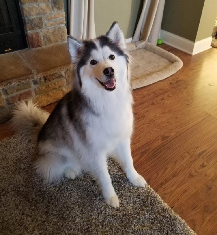 cute husky puppy sitting on the carpet and looking at the camera