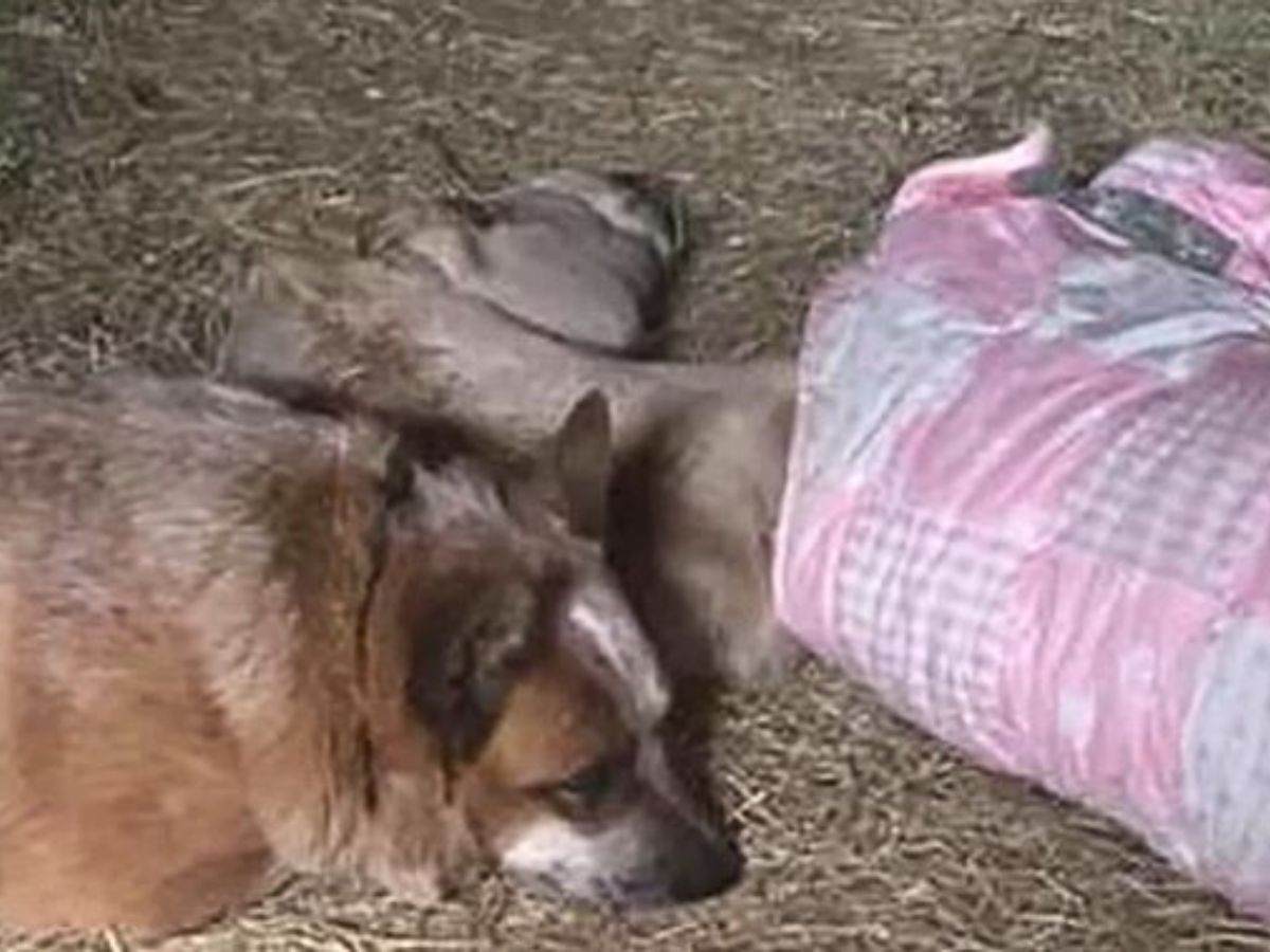 dog and foal laying