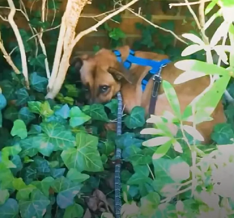 dog hiding in a bush