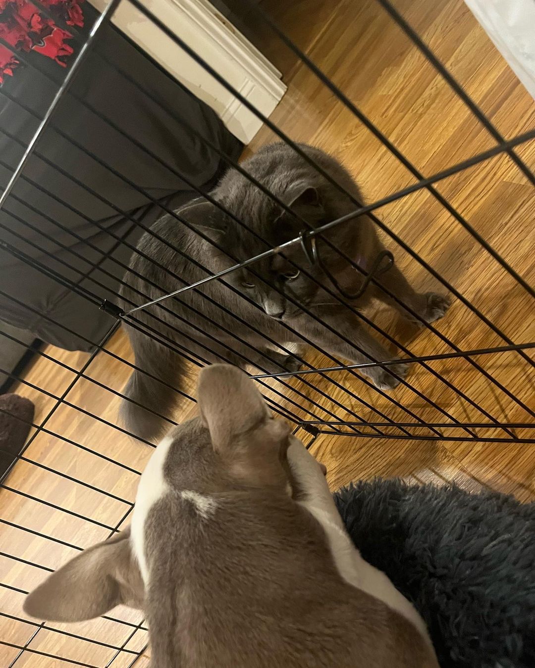 dog in a crate and cat looking at each other