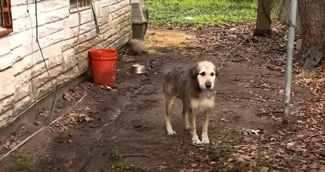 dog in mud