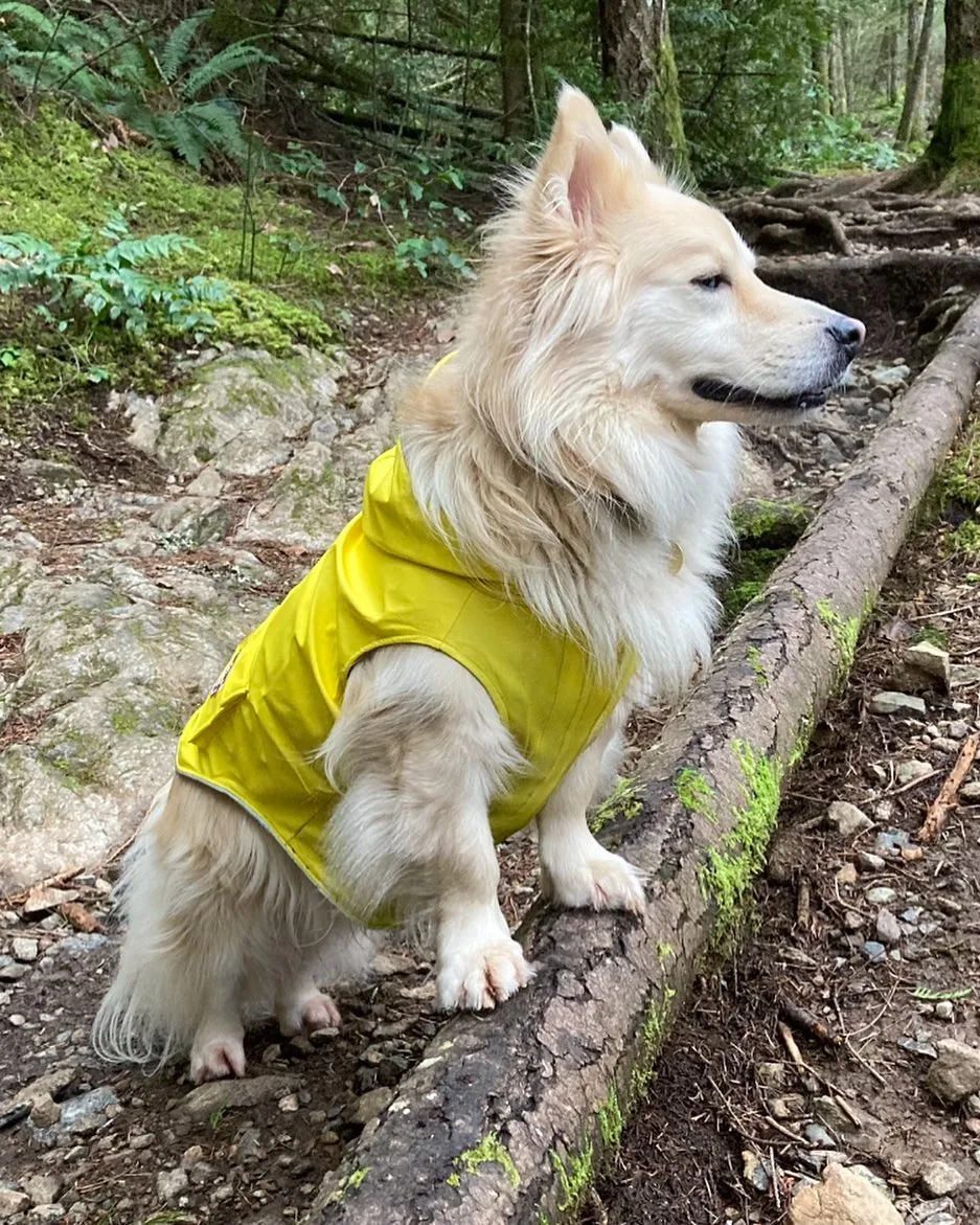 dog in rainforest