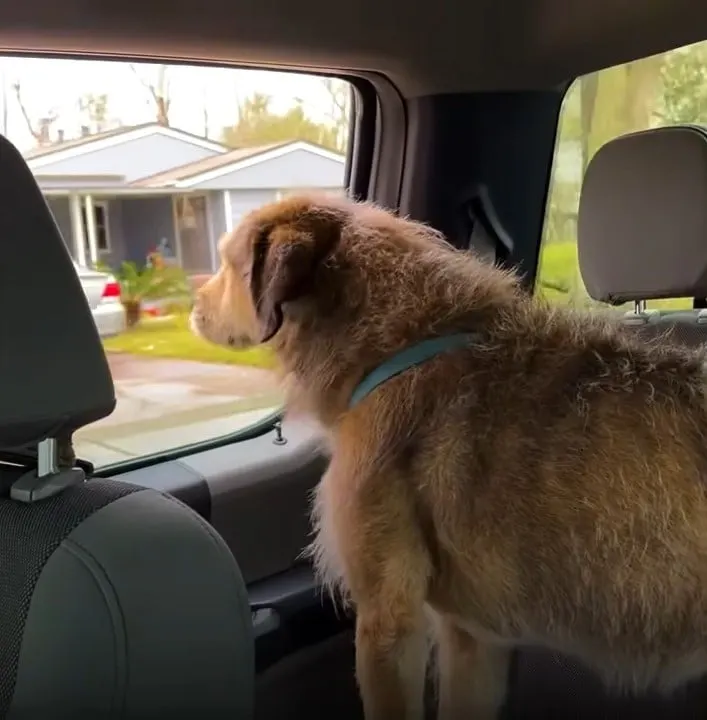 dog in the car