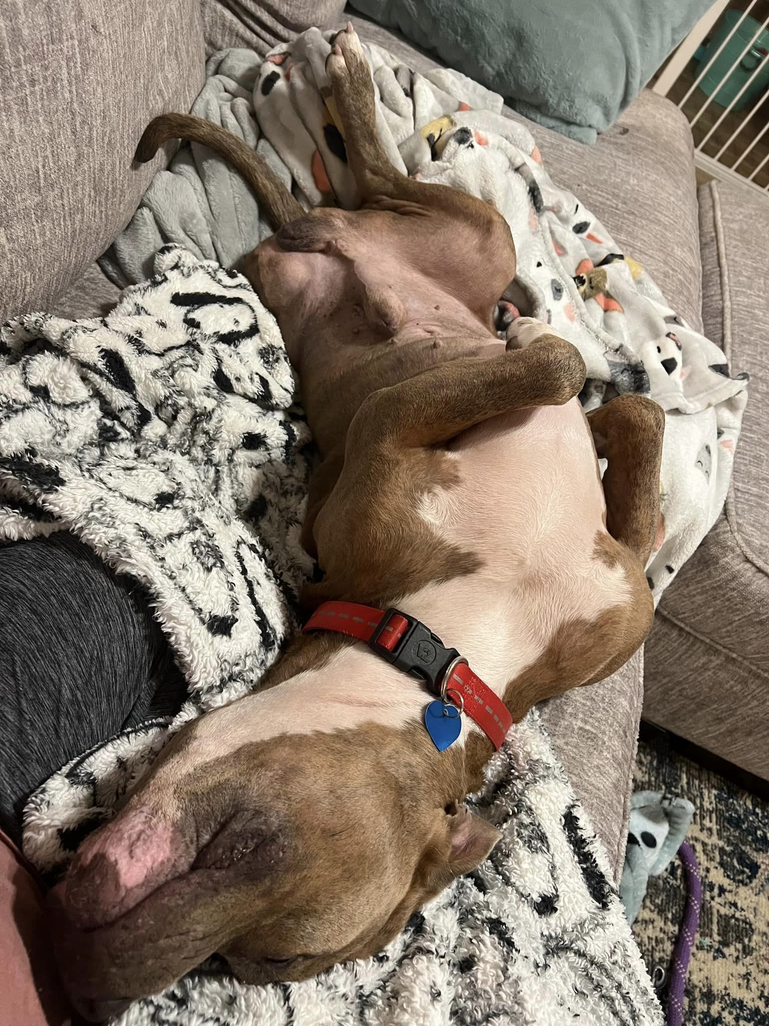 dog laying on a bed