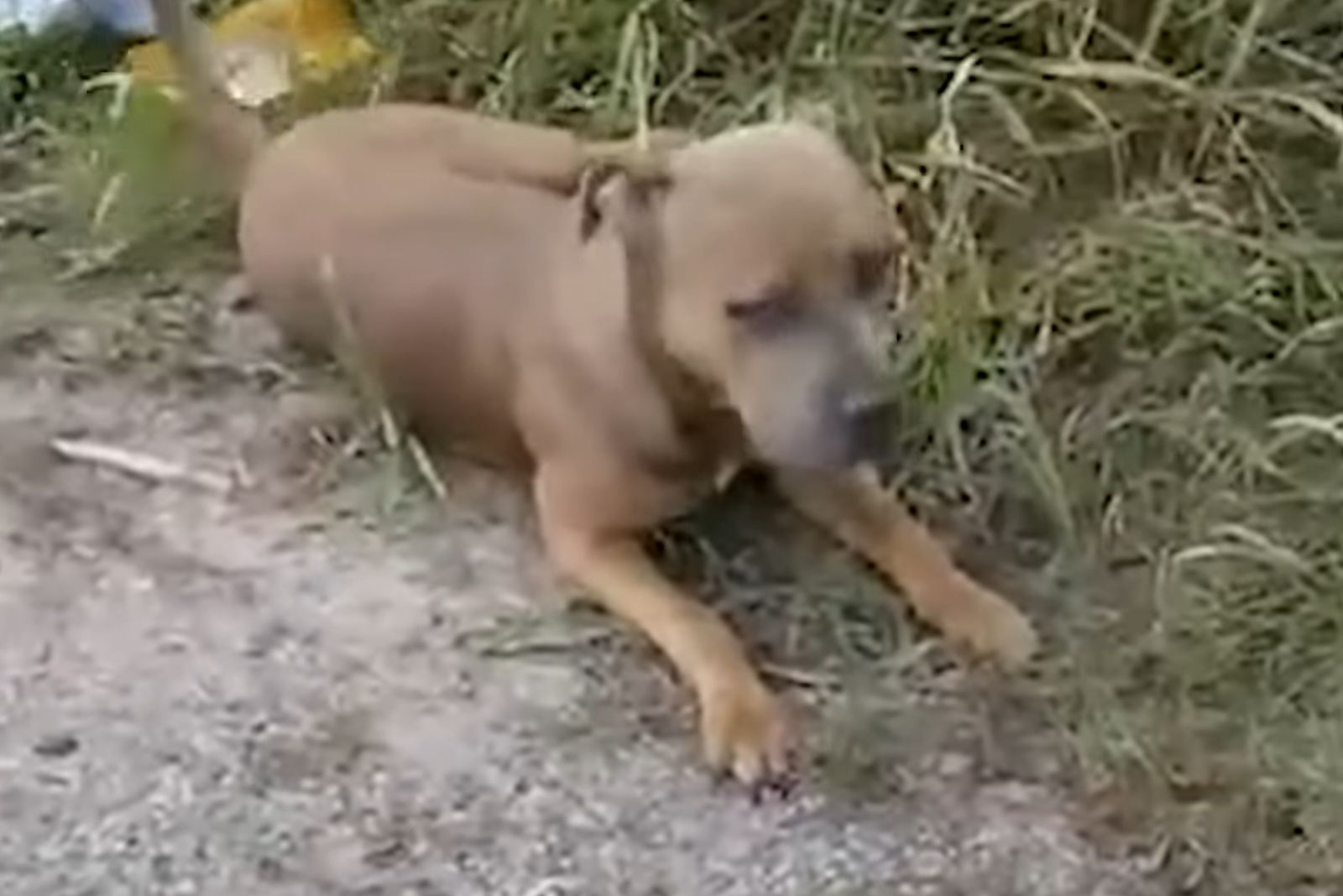 dog laying on the ground