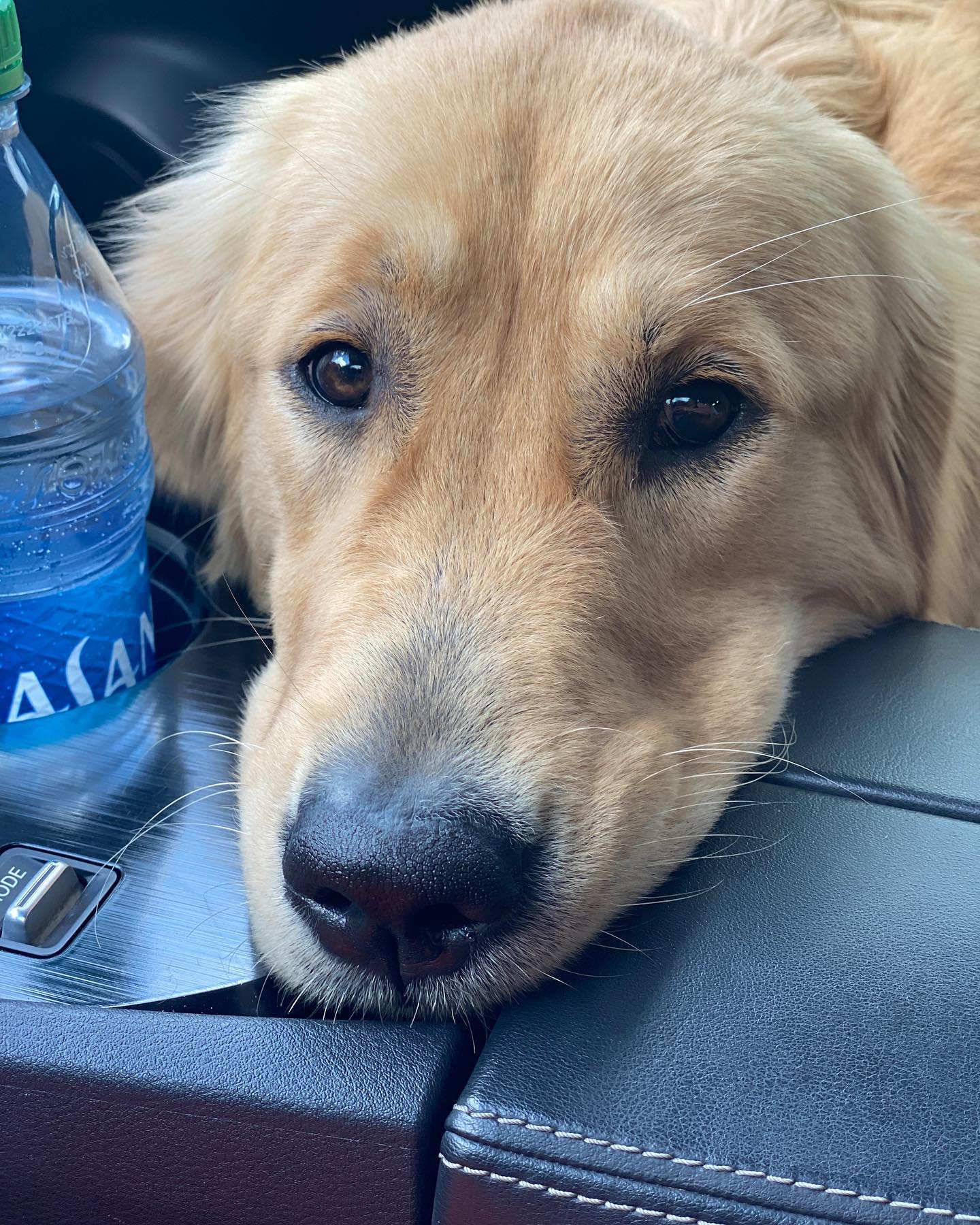 dog leaning his head on car console