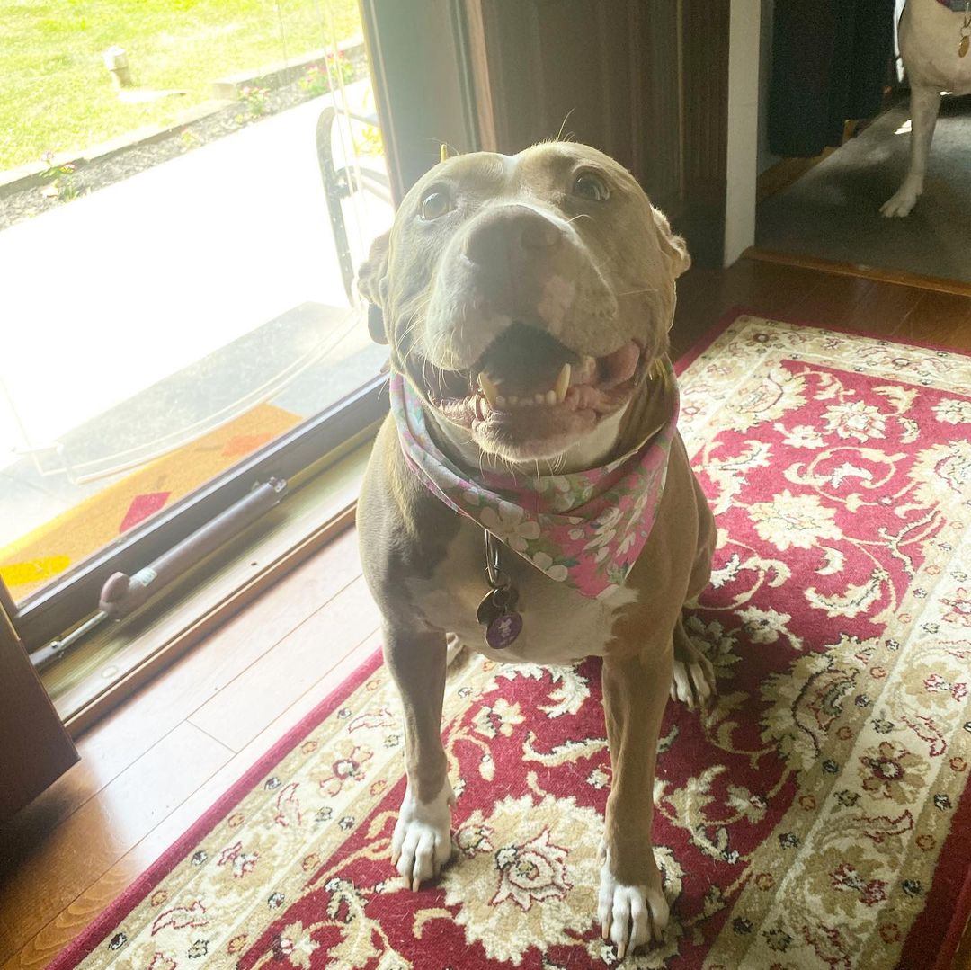 dog sitting on a carpet