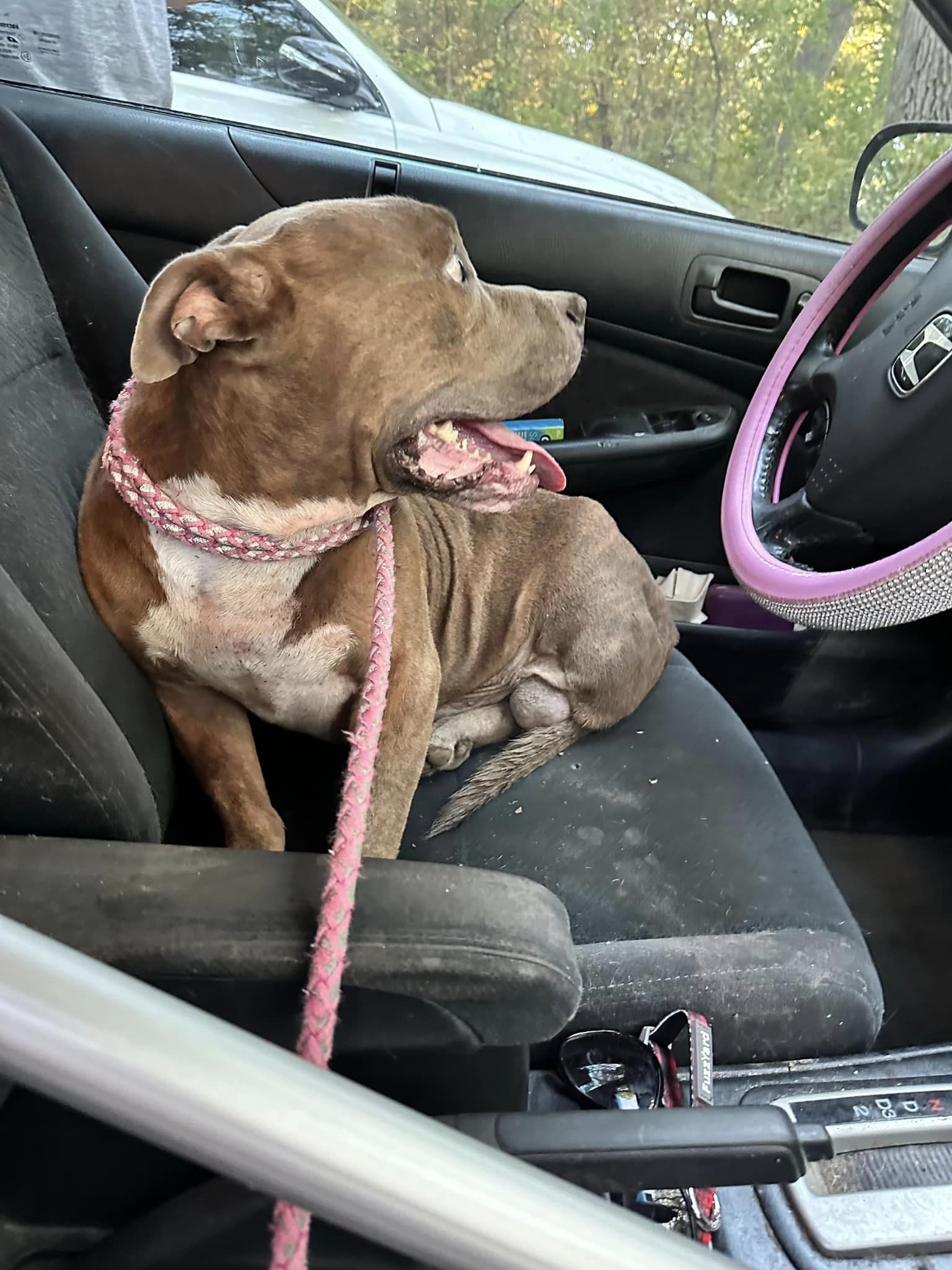 dog sitting on a front seat of the car