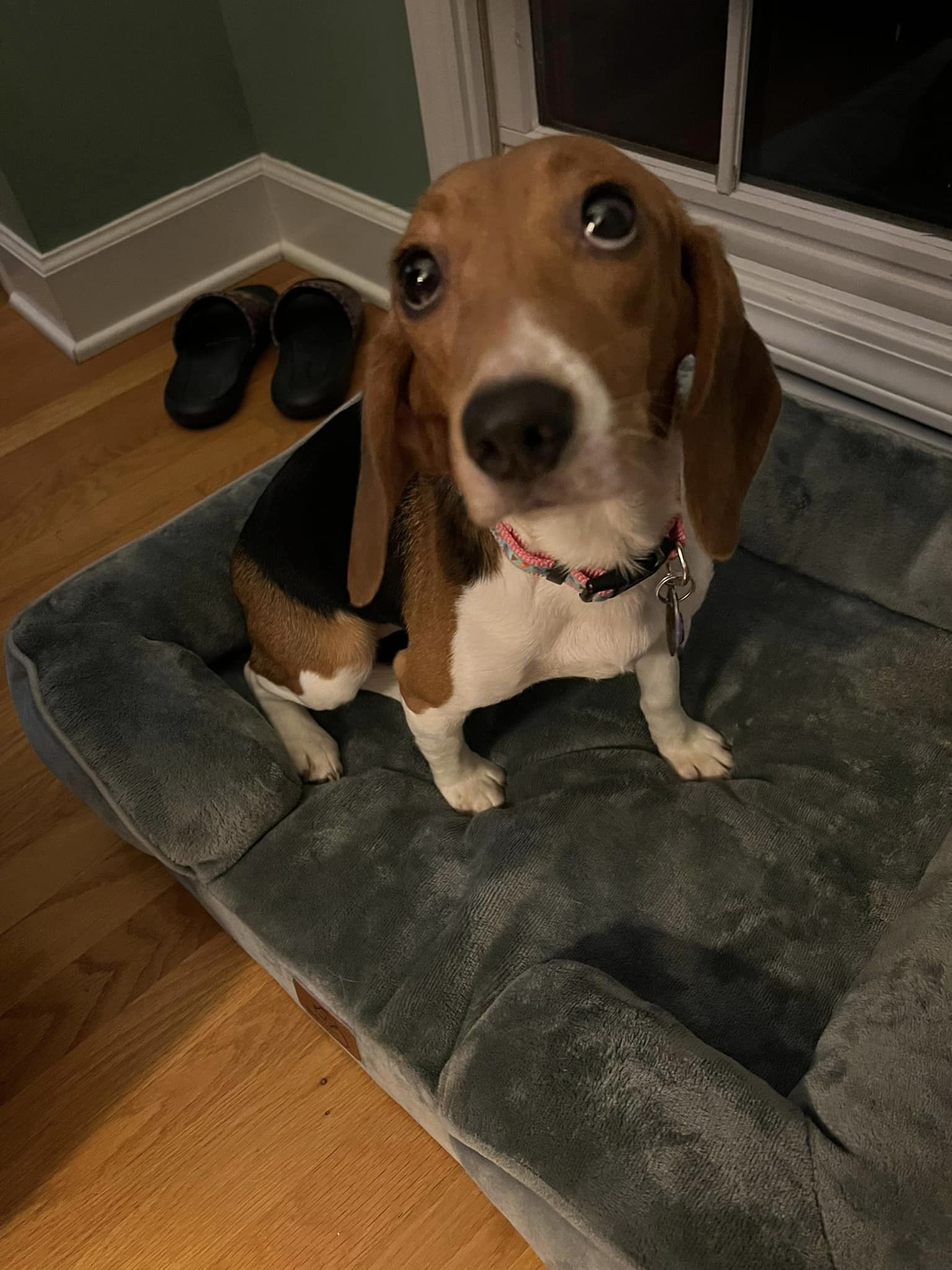 dog standing on the couch