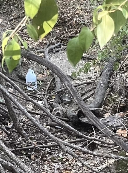 dog stuck in the forest