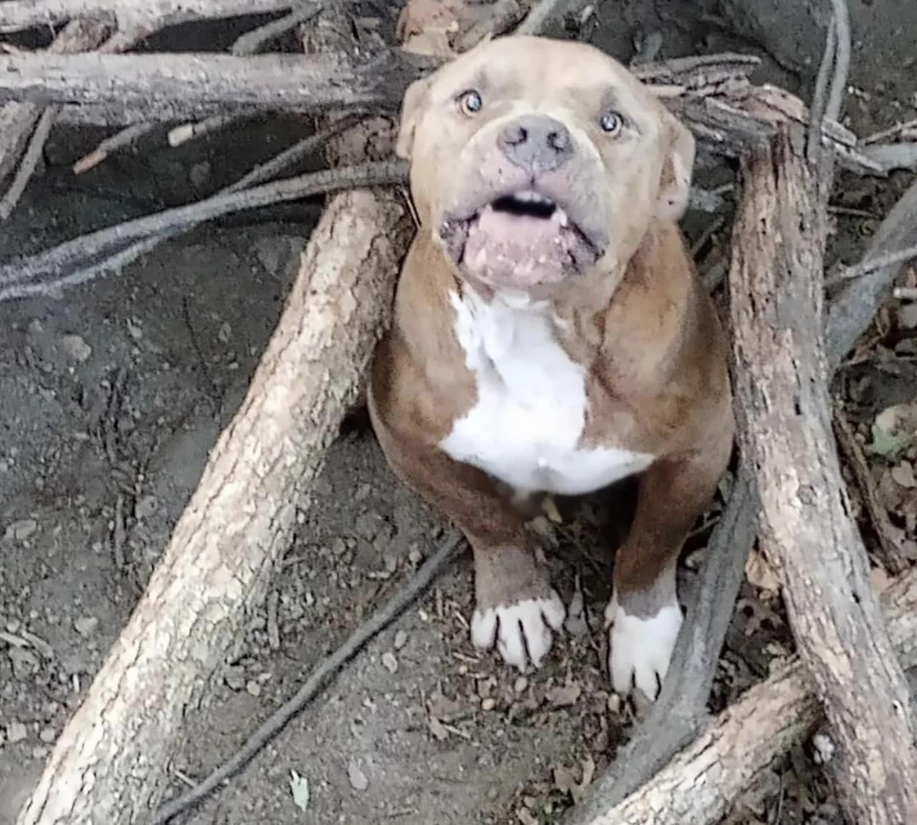 dog under the branches