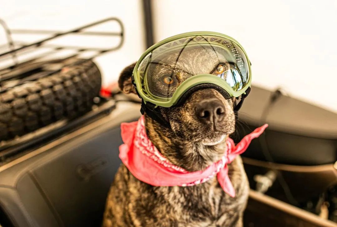 dog wearing a bandana and protective glasses