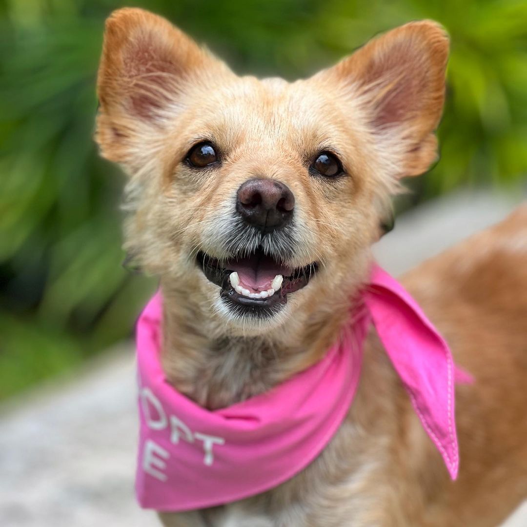 dog wearing a pink bandana around his neck