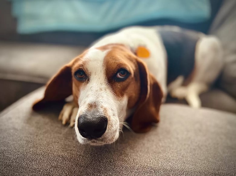 dog with big ears