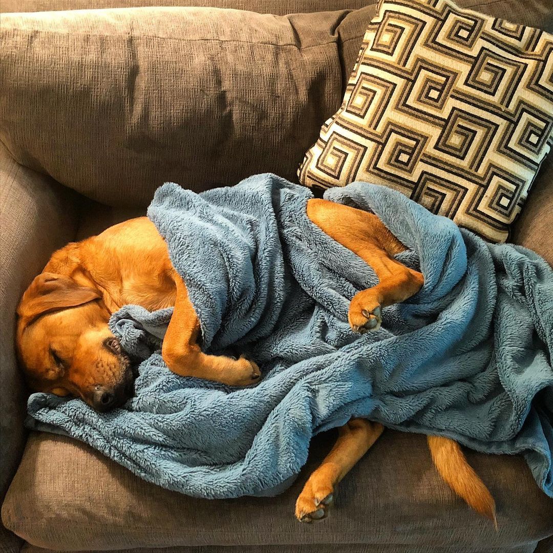 dog with his blue blanket