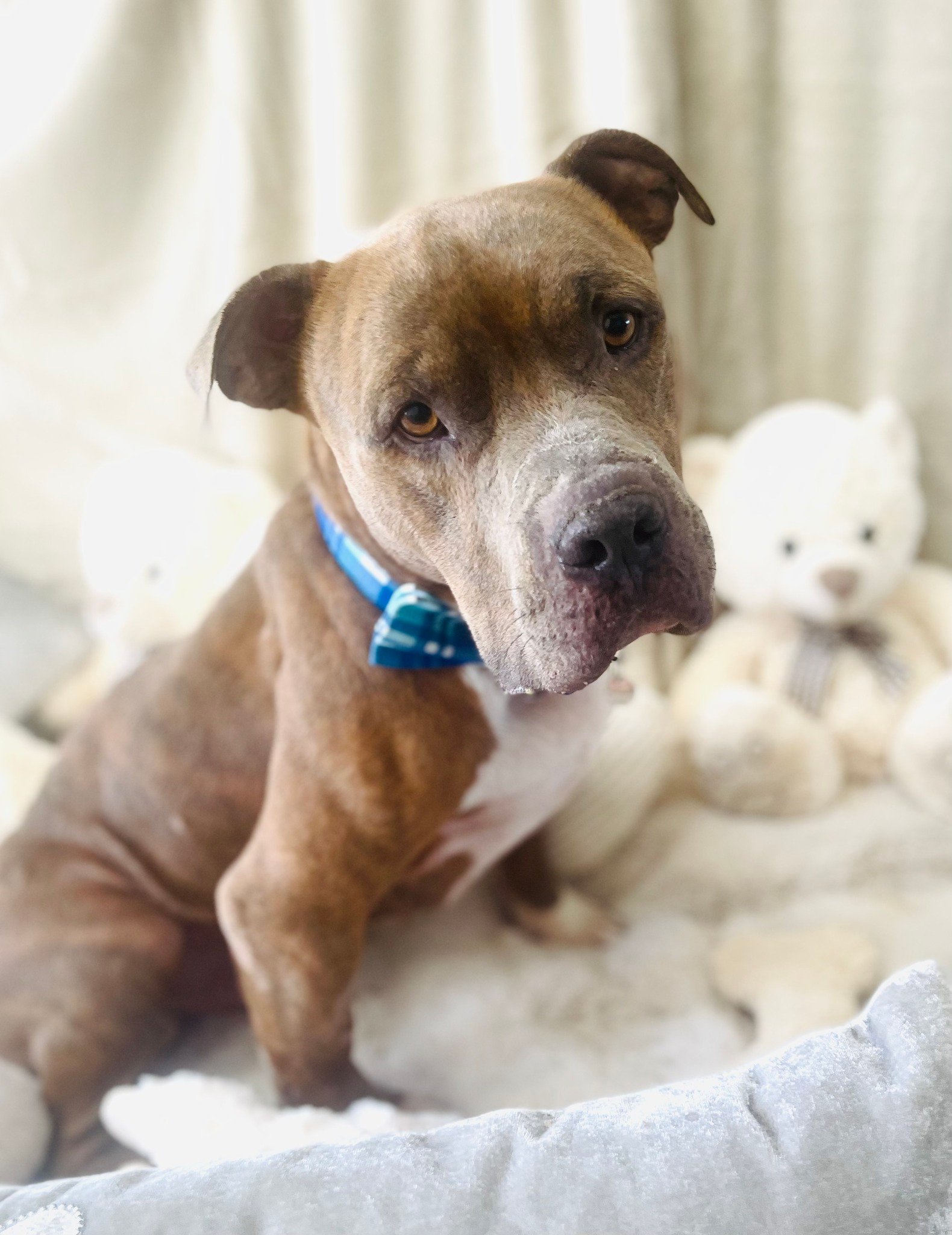 dog with his teddy bear