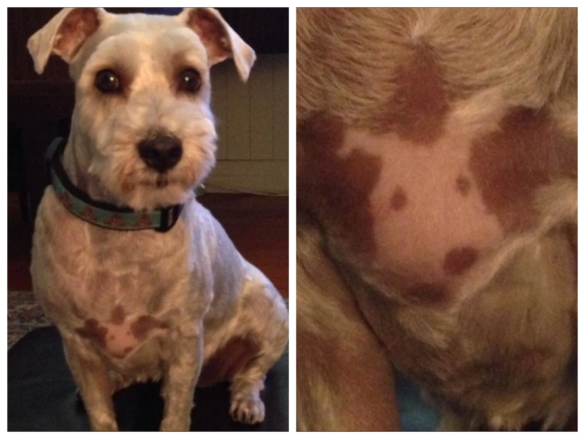 a shaved dog posing on the left and a close-up of a dog's chest with a marking on the right 