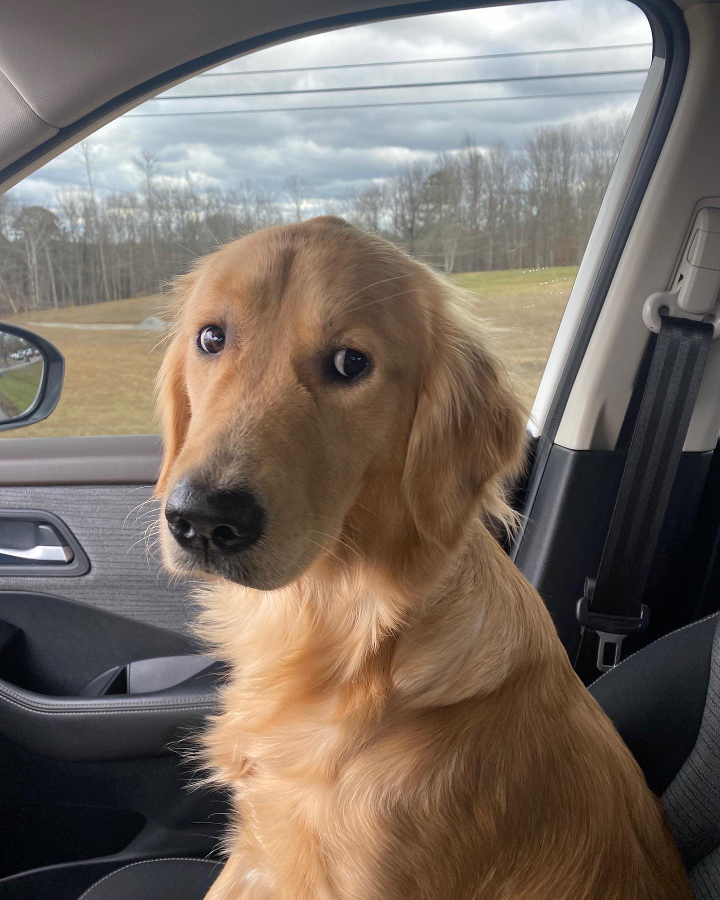 golden retriever sitting in car