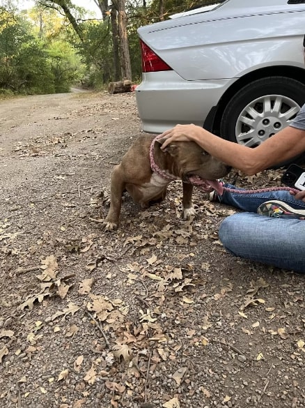 guy petting the dog