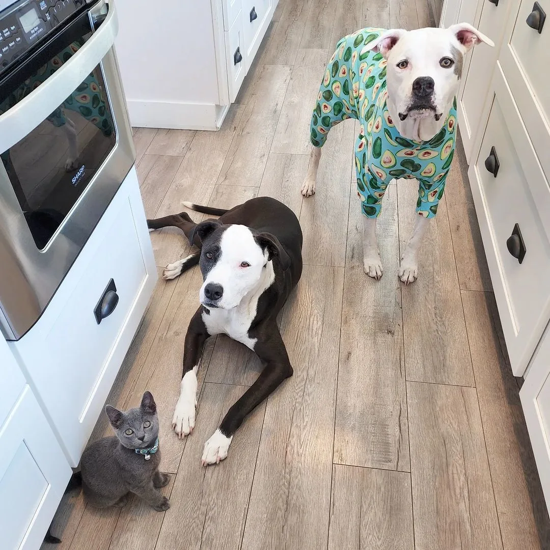 kitten and pitbulls in kitchen