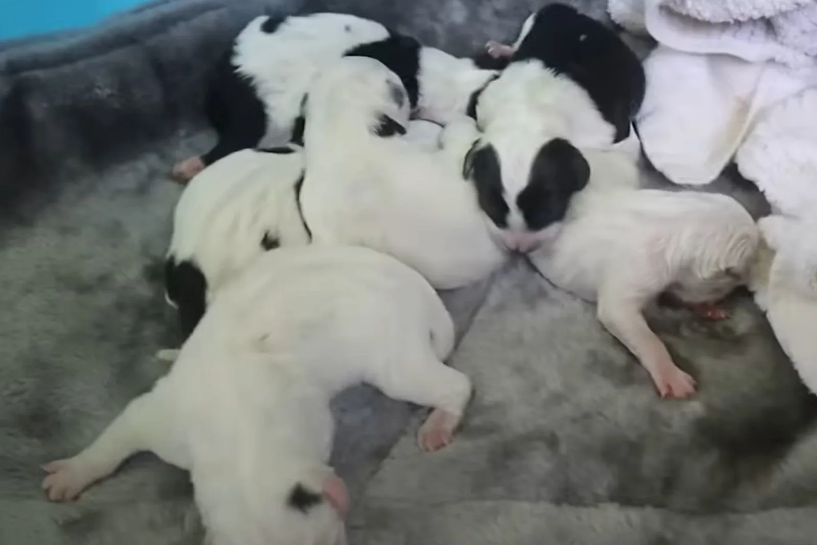 little puppies sleeping