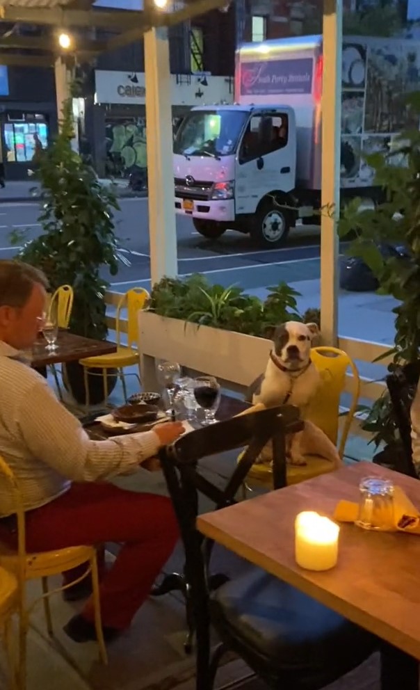 man having dinner date with his dog