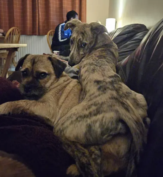 one dog lies on top of another dog on the couch