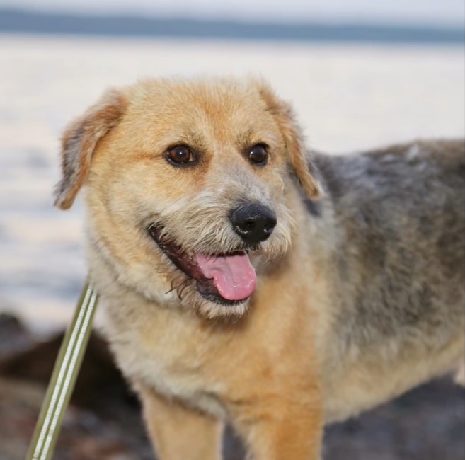 photo of a happy dog