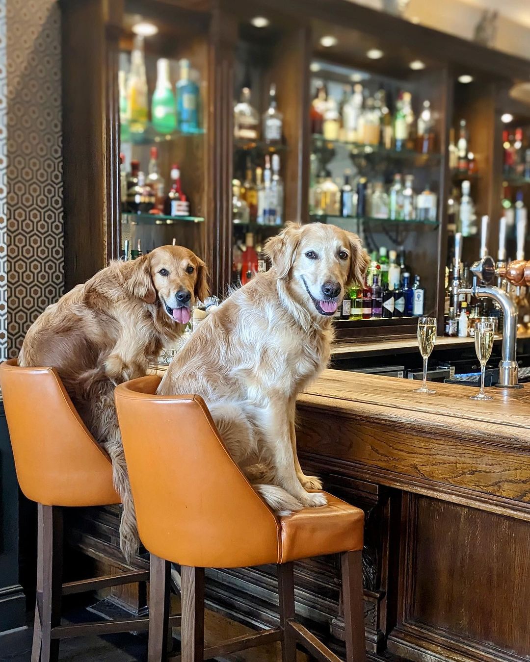 photo of two golden retrievers sitting in bar chairs