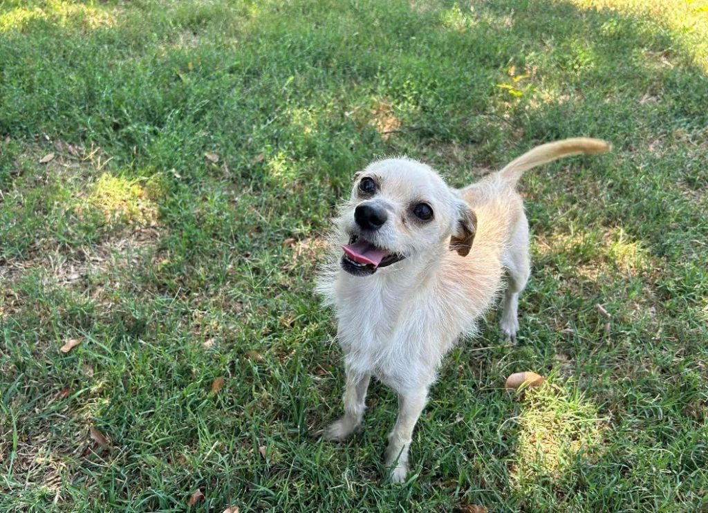 portrait of a smiling dog in the garden