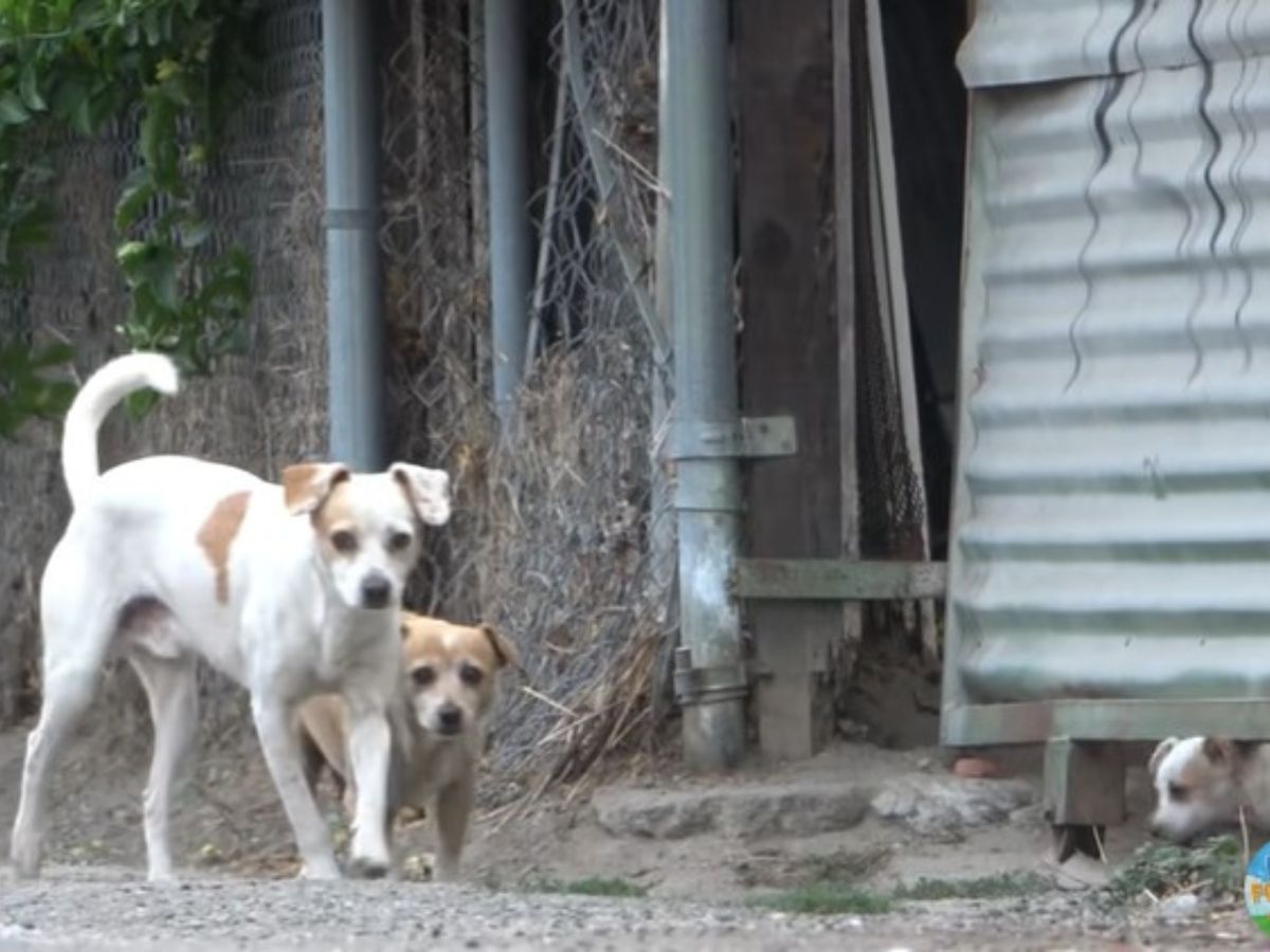 puppies with mother dog on the street