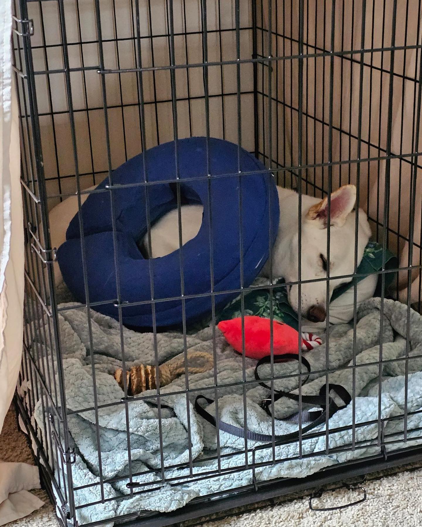 puppy sleeping in a kennel