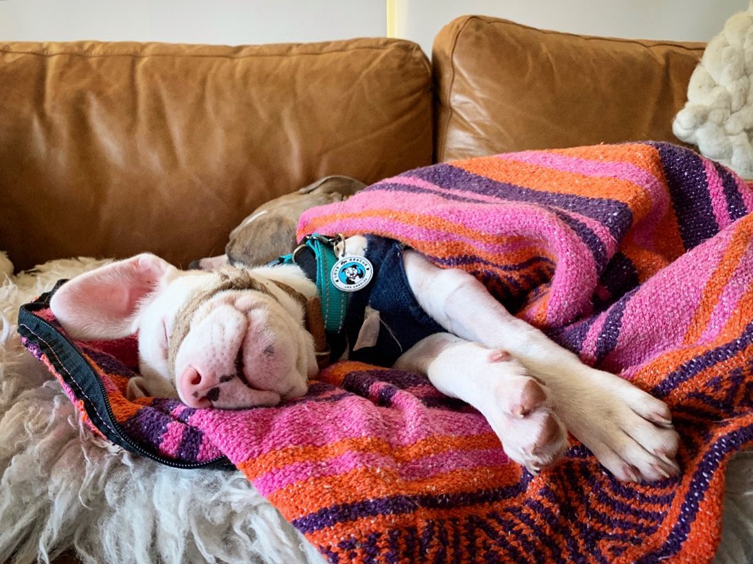 saved dog sleeps on the couch