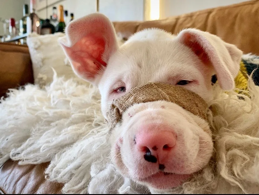 stray dog on the couch