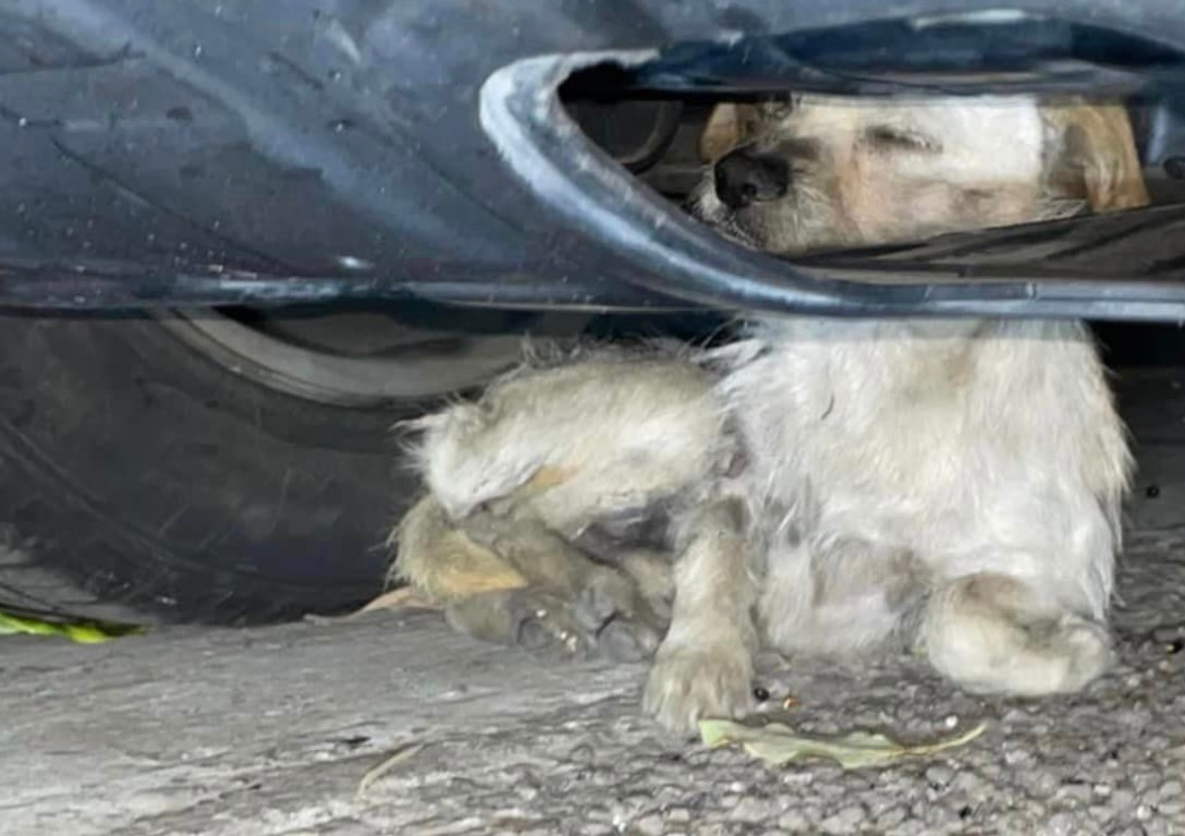 the dog found shelter under the car