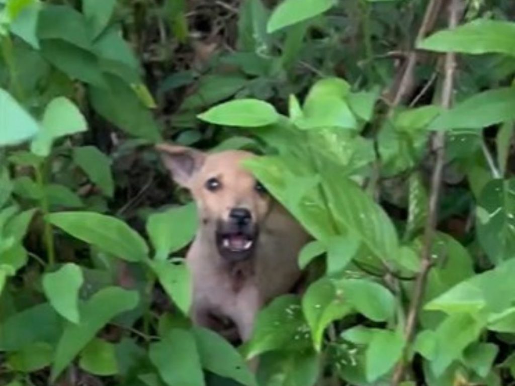 the dog hides in the forest in the bushes