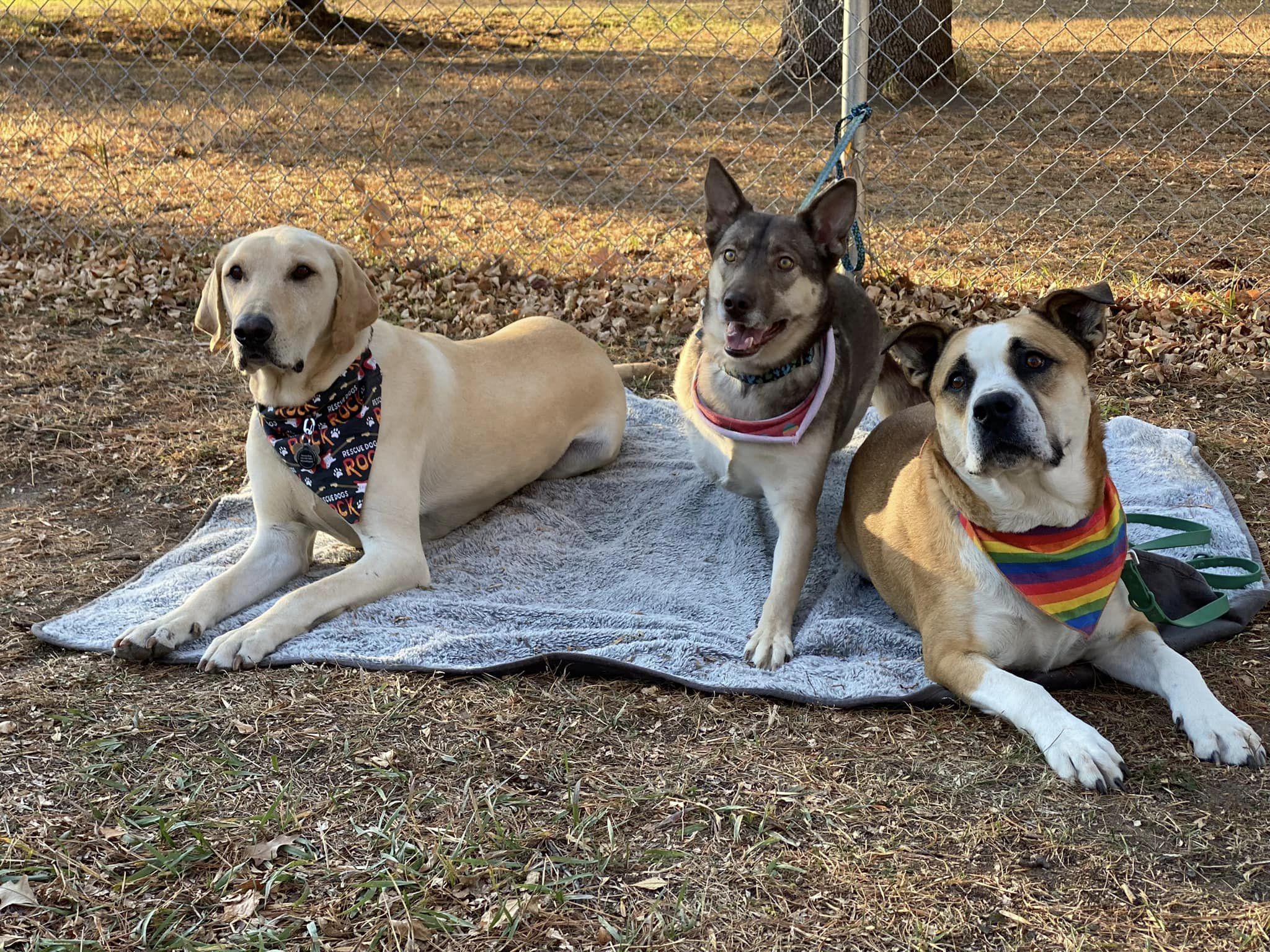 three dogs laying on the ground