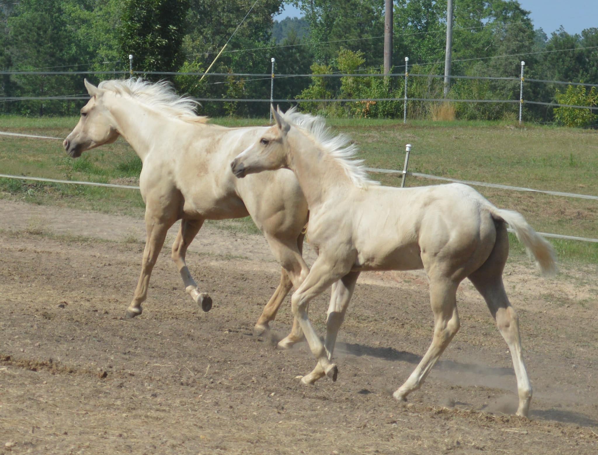 two beautiful horses running
