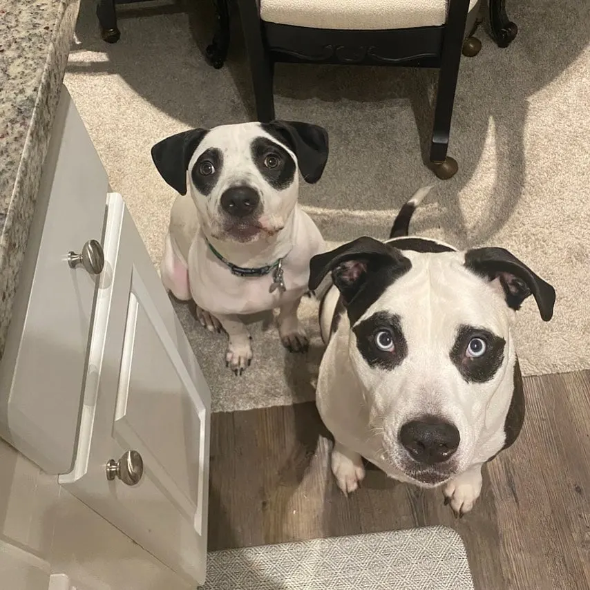 two black and white dogs posing for picture