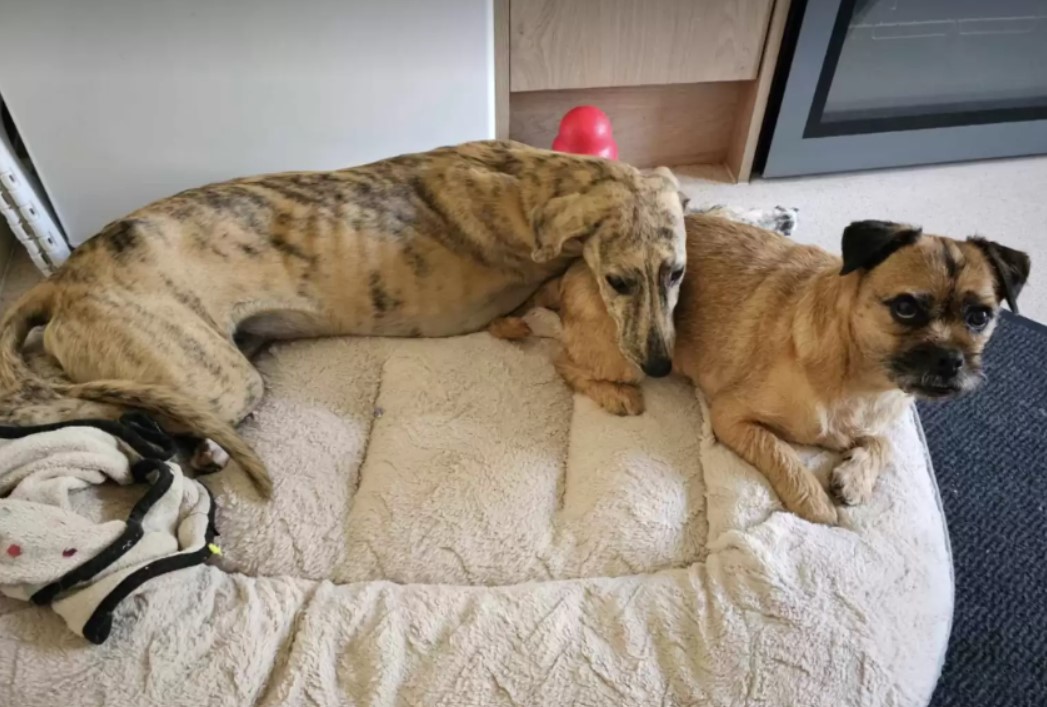 two dogs are lying on a pillow leaning against each other