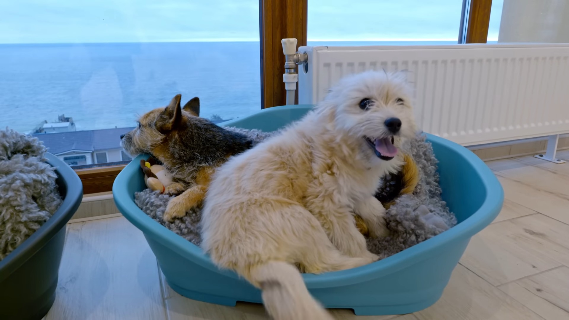 two dogs in dog bed