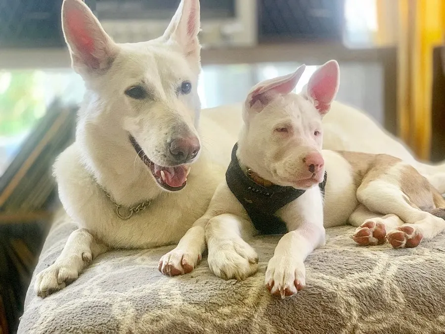 two dogs laying next to each other