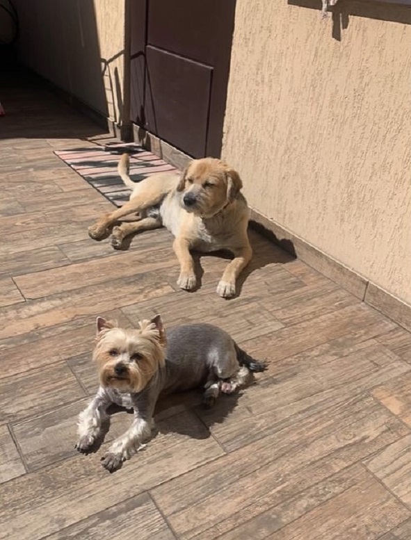 two dogs lying in the sunshine