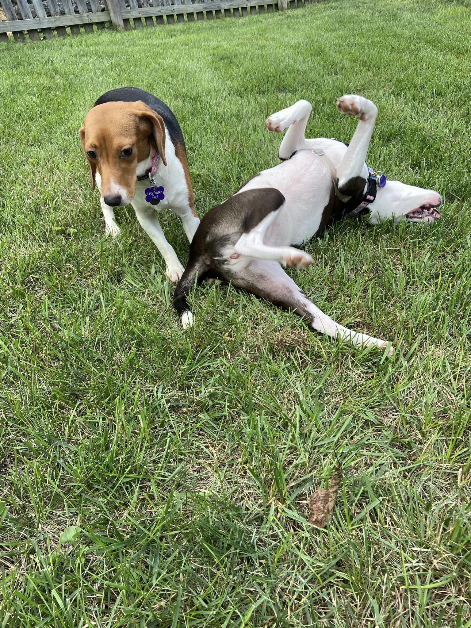 two dogs playing outside