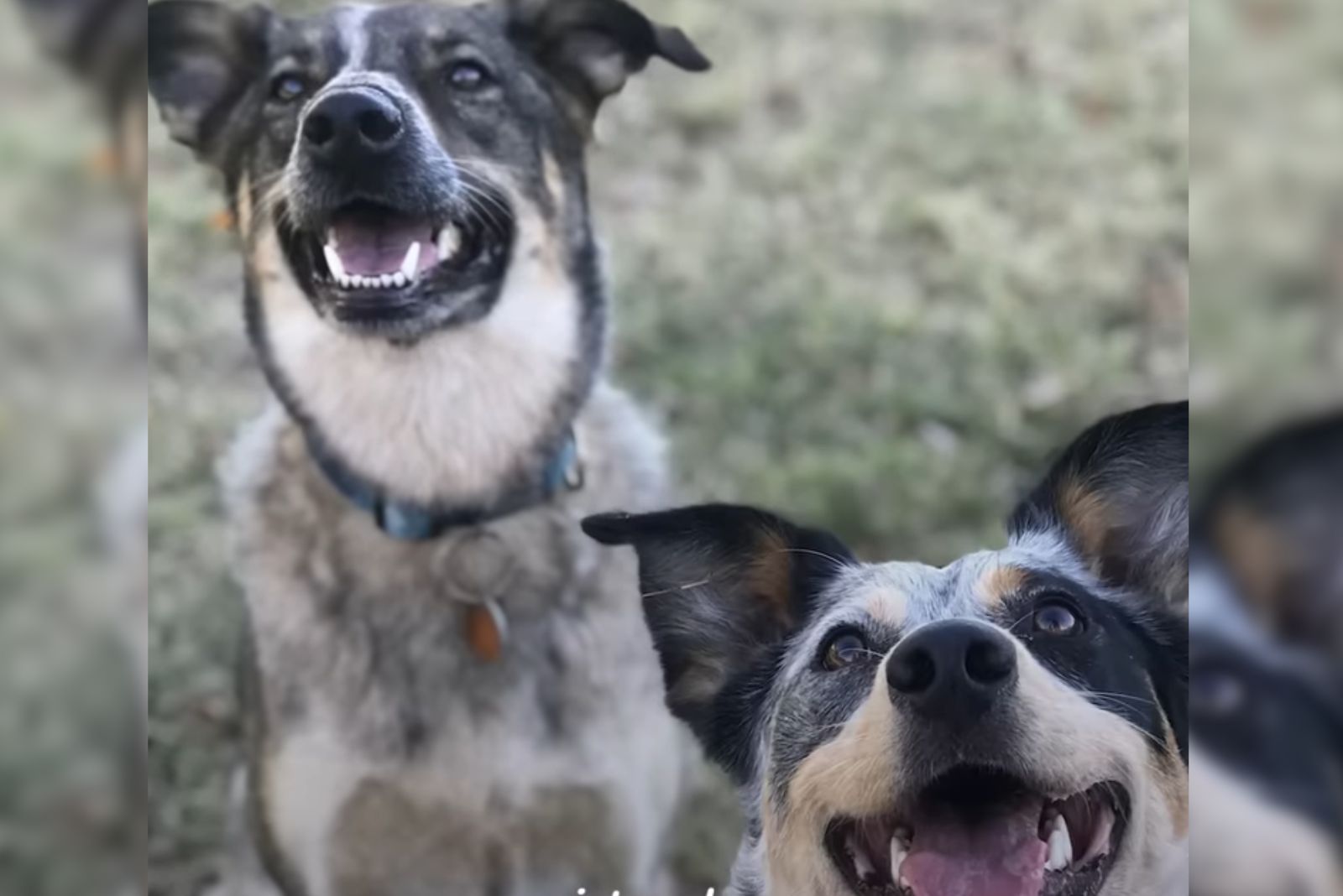 two happy dogs