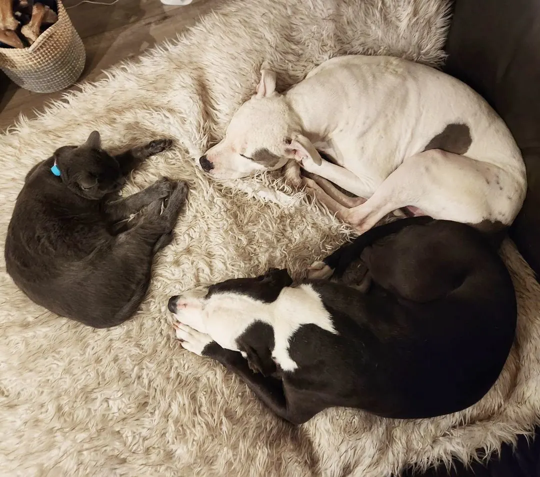 two pitbulls and kitten sleeping