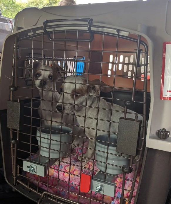 two puppies rescued from the street placed in a cage